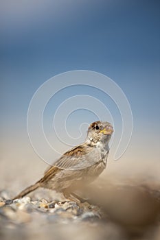 House sparrow Passer domesticus