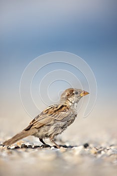 House sparrow Passer domesticus