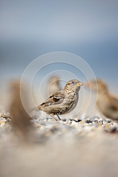 House sparrow Passer domesticus