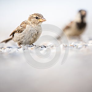 House sparrow Passer domesticus