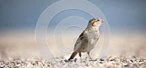 House sparrow Passer domesticus