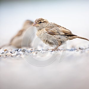 House sparrow Passer domesticus