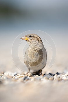 House sparrow Passer domesticus