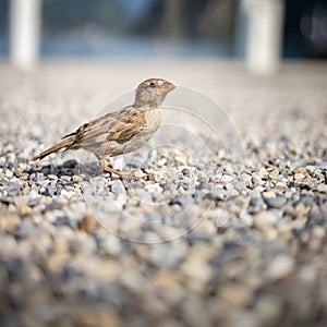 House sparrow Passer domesticus