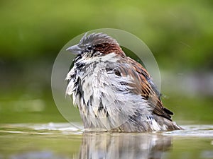 House Sparrow, Passer domesticus