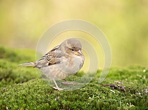 House Sparrow, Passer domesticus