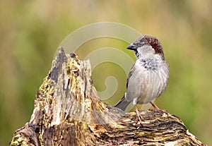 House Sparrow, Passer domesticus