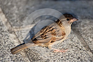 The house sparrow. Passer domesticus.