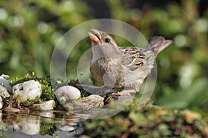 House Sparrow (Passer domesticus)