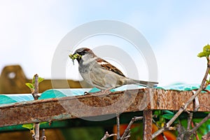 House Sparrow (Passer domesticus)