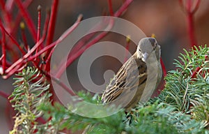 House Sparrow, Passer domesticus,