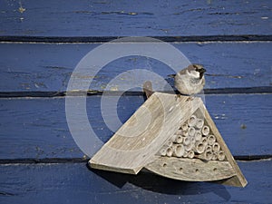 House sparrow, Passer domesticus