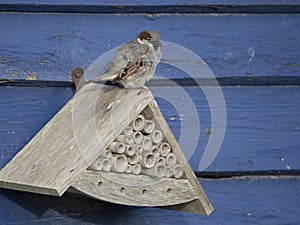 House sparrow, Passer domesticus