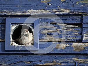 House sparrow, Passer domesticus