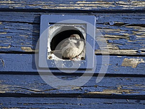 House sparrow, Passer domesticus