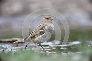 House sparrow, Passer domesticus