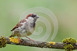 House Sparrow (Passer domesticus).