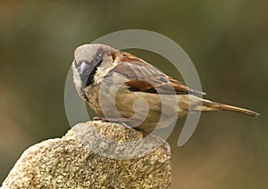 House Sparrow - (Passer domesticus)
