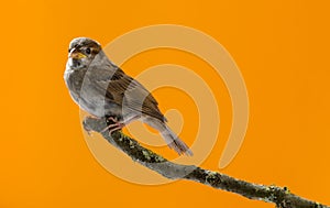 House Sparrow, Passer domesticus