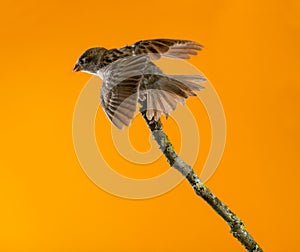 House Sparrow, Passer domesticus