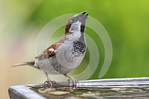 House Sparrow (Passer domesticus)