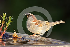 House Sparrow Passer domesticus