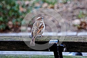 House sparrow Passer domesticus on a bench