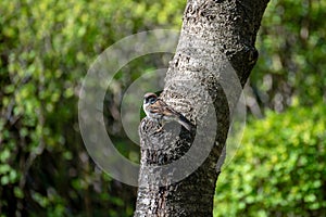 he house sparrow (Passer domesticus) is a bird of the sparrow family Passeridae