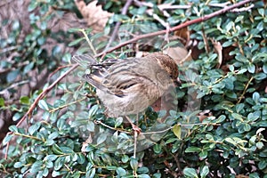 House sparrow Passer domesticus on a branch