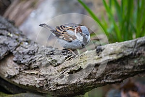 House sparrow Passer domesticus close up