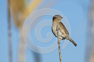 House Sparrow Passer domesticus Costa Ballena Cadiz