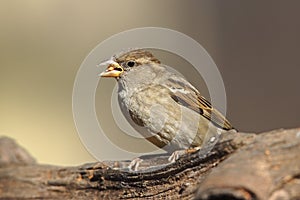House Sparrow (Passer domesticus domesticus) photo
