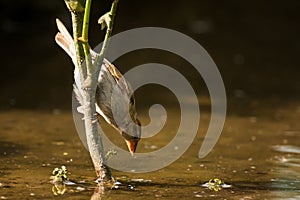 House Sparrow Passer domesticus drinking at a bird bath