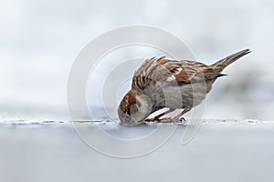 House sparrow Passer domesticus drinking water with droplets.
