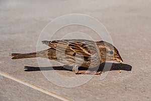 House sparrow, passer domesticus, eating peanuts, Fuerteventura, Canary Islands, Spain
