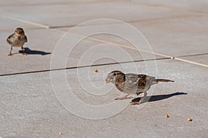 House sparrow, passer domesticus, eating peanuts, Fuerteventura, Canary Islands, Spain