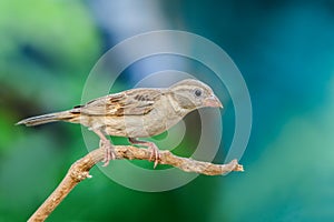 House Sparrow or Passer domesticus or English Sparrow or Indian