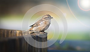 House sparrow Passer domesticus family sparrows Passeridae Europe