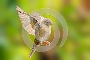 House sparrow (Passer domesticus) female in flight