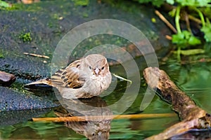 House sparrow (Passer domesticus) female having a bath in small pond, taken in the UK