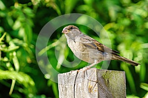 House sparrow (Passer domesticus) female perched on a garden fence post, taken in  West London, England