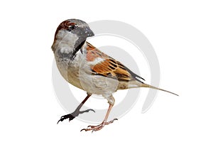 House Sparrow - Passer domesticus photo