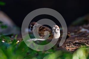 House Sparrow (Passer domesticus) on the ground.