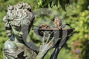 House Sparrow (Passer domesticus) i