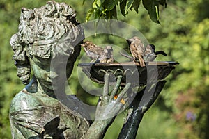 House Sparrow (Passer domesticus) i