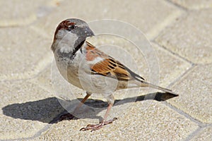 House Sparrow (Passer domesticus) photo
