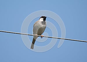 House sparrow Passer domesticus male bird perching on cable