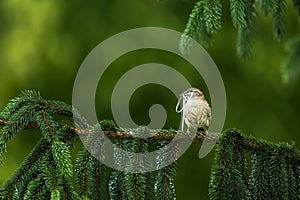 House Sparrow (Passer domesticus)nest bulding