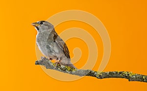 House Sparrow, Passer domesticus, perched on a branch