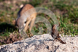 House Sparrow and suricatta photo